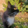 karisilva259